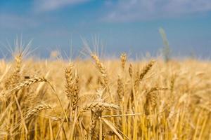 golden wheat by the sun in the field photo