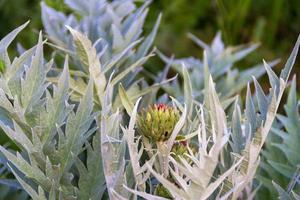 edible thistle in the silver of the organic garden photo