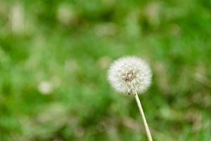 dandelion herbs with defocused background in spring photo