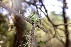 parásito planta conocido como clavel de el aire foto