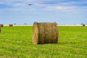 bales of alfalfa in the field in summer photo