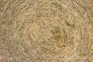 rustic background with alfalfa bale texture in the field photo