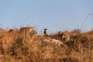 sheep grazing in the Cordoba mountains in Argentina photo