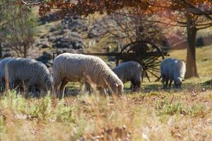 oveja pasto en el córdoba montañas en argentina foto