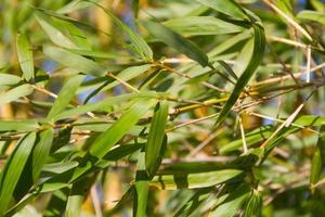 bambu cane on the banks of the river in the city of federation province of entre rios argentina photo