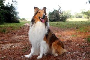 golden collie dog in the field photo