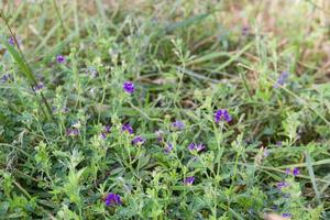 violet flowers of alfalfa plantation in the field photo