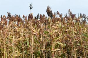 plantation of sorghum in the foothills of the mountains photo