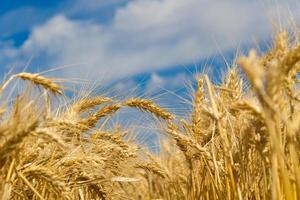 golden wheat by the sun in the field photo