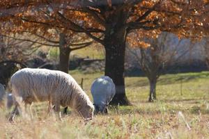 oveja pasto en el córdoba montañas en argentina foto