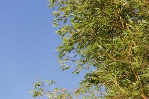 bambu cane on the banks of the river in the city of federation province of entre rios argentina photo