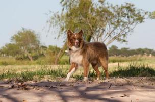 mongrel dog crosses Siberian walking outdoors photo