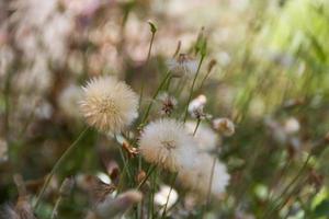 dandelion herbs with defocused background in spring photo