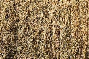 rustic background with alfalfa bale texture in the field photo