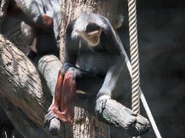 monkey in the zoo photo