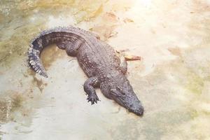Crocodile in the pond photo