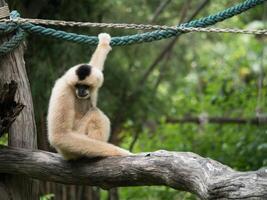 monkey in the zoo photo