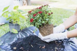 Close-up of hands holding green plant and flower pot above ground with gardening tools. Gardener woman planting flowers in the garden at sunny morning. Gardening and botany concept photo