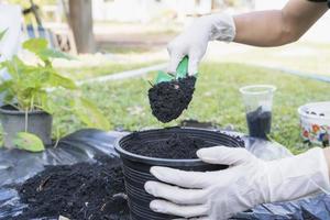 Close-up of a black flowerpot and woman's hands with white gloves preparing the soil for planting flowers into a pot. Planting flowers in the garden home. Gardening at summer photo