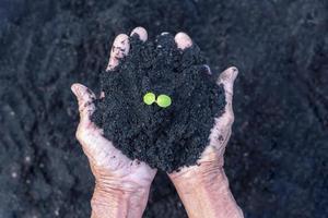 Woman's senior hands show beautiful little green tree plants or young plants preparing for planting in abundance soil for agriculture. Care of Environment. Ecology concept photo