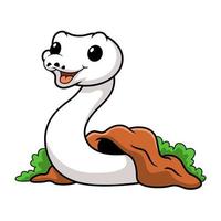 Cute white leucistic ball python snake cartoon out from hole vector