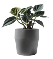 Home Plant in Pot cutout png
