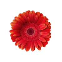 Gerbera flower hear isolated png