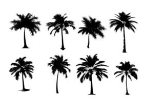 Black Palm Silhouette. Vector Illustration