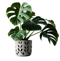 Home Plant in Pot cutout png