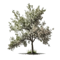 Apple Tree Isolated. png