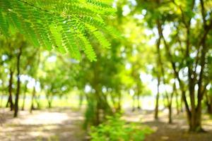 cerca arriba verde hojas con jardín antecedentes. foto