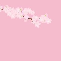 Pink Cherry blossom,Vector Illustration. Vector background