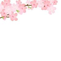 Vector illustration of bloom branch with pink flowers, buds, petals flying. Realistic design isolated transparent background. Blooming tree twigs set, blossom collection.