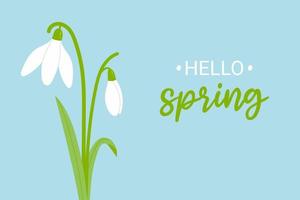 Snowdrops spring flowers. Poster with hello spring phrase. Cartoon vector illustration.