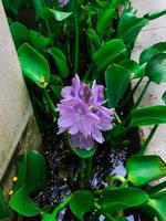 A Single Beautiful Purple Flowering Water Hyacinth photo
