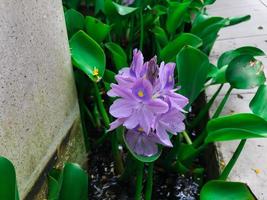 A Single Beautiful Purple Flowering Water Hyacinth photo