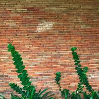 Climbing plant, green ivy or vine plant growing on antique brick wall of abandoned house. photo