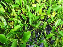 aquatic plants that can float, this plant is called Enceng Gondok. photo