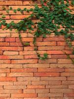 Climbing plant, green ivy or vine plant growing on antique brick wall of abandoned house. photo