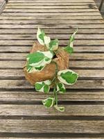 Sirih Gading or Devil's ivy plant or epipremnum aurum . Marble pattern with green photo