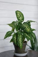 Indoor plant in a clay pot photo