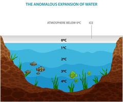 el anómalo expansión de agua o anómalo comportamiento de agua vector