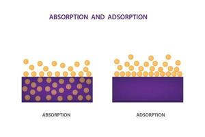 difference between adsorption and absorption vector illustration