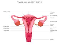 Female reproductive system with main parts vector