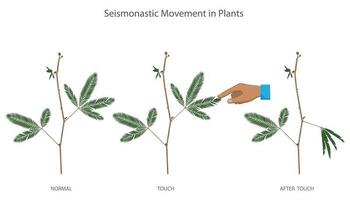 Mechanical stimulation like touch cause seismonastic movement in Mimosa pudica plants vector