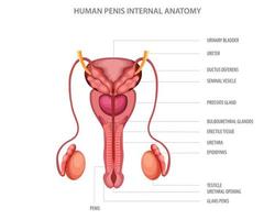 Male reproductive system with main parts labeled vector