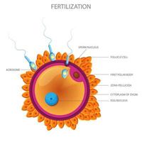 Male sperm fertilize female egg, Fertilization and ovulation concept vector