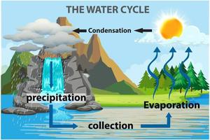 The water cycle illustration infographic vector image