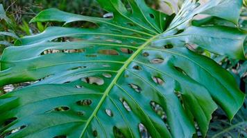 verde hojas de planta monstera crece en salvaje alpinismo árbol selva, selva plantas hojas perennes vides arbustos foto