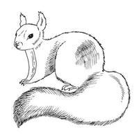 sketch line squirrel sketch line drawing cute animals vector